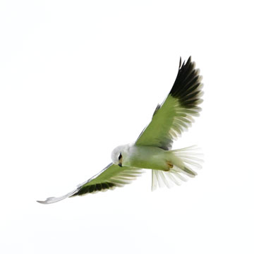 black shouldered kite