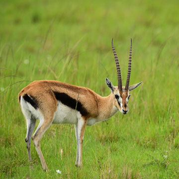 Thomson's gazelle