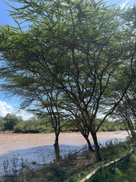 mara river