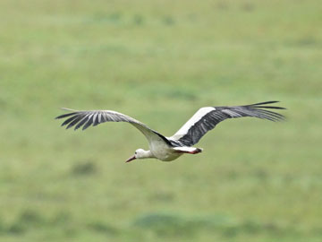 white stork