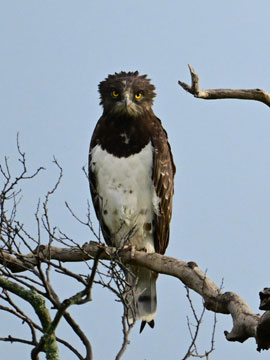 black shouldered snake eagle