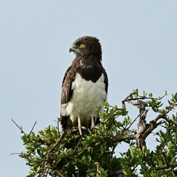 black shouldered snake eagle