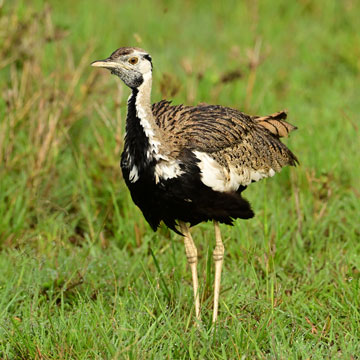 black bellied bustard