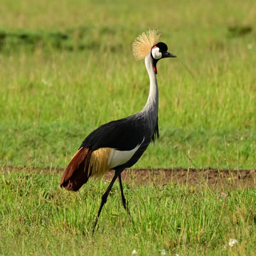 Gray Crowned Crane