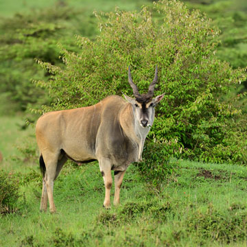 Eland