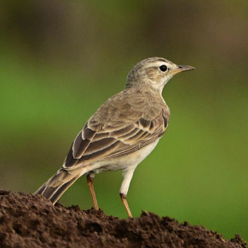 plain backed pipit