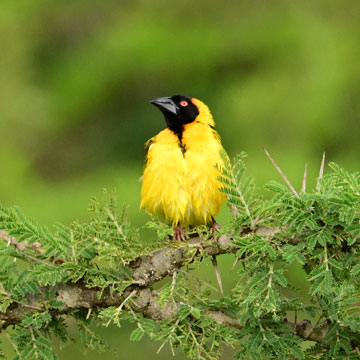 weaver bird