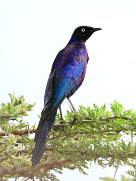 long tailed starling