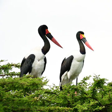 saddle billed stork