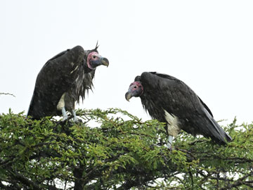 white backed vulture