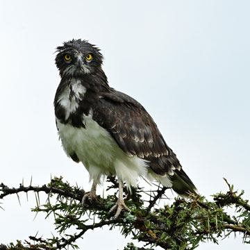 Black shouldered snake eagle