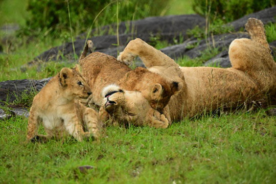 mum and cubs