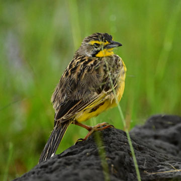 yellow throated longclaw