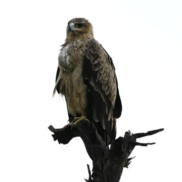 tawny eagle