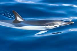 common dolphin