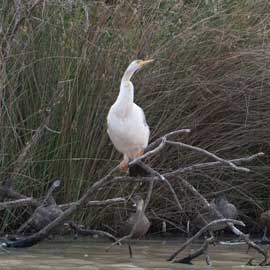 egret