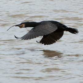 cormorant