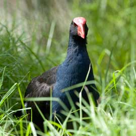 swamphen