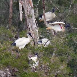 ibis