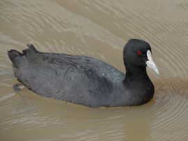coot