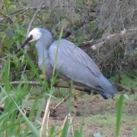 white faced heron