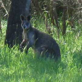 wallaby