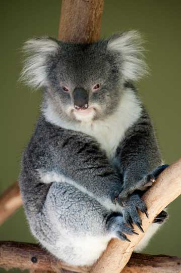 koala