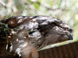frogmouth