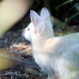 wallaby