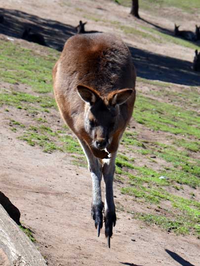kangaroo