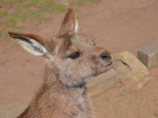 kangaroo