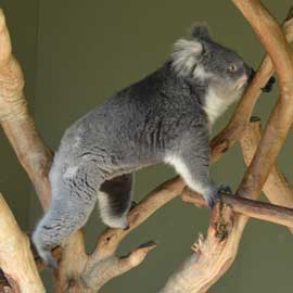 koala