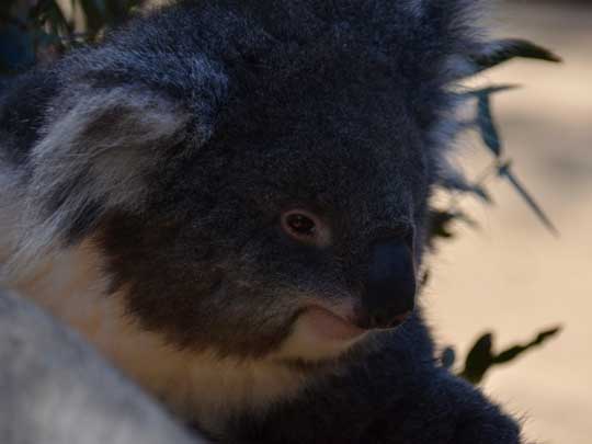 koala