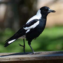 magpie