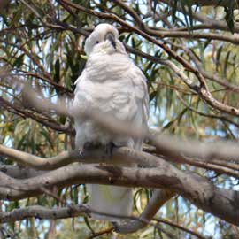 cockatoo