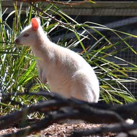 wallabies