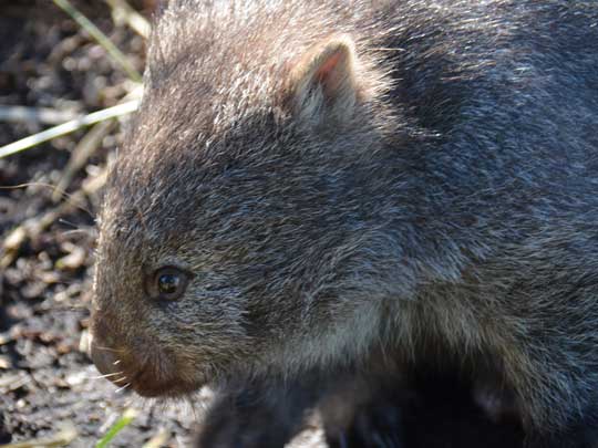 wombat
