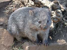 wombat