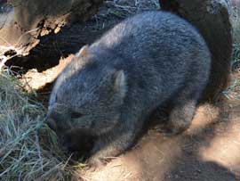 wombat