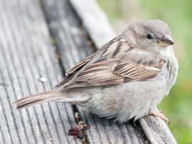 sparrow