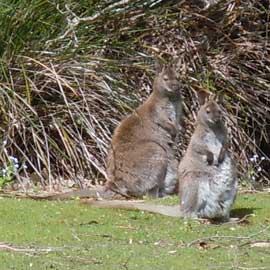 wallaby