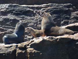 seals