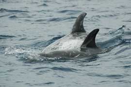 Risso's Dolphin