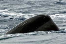 sperm whale